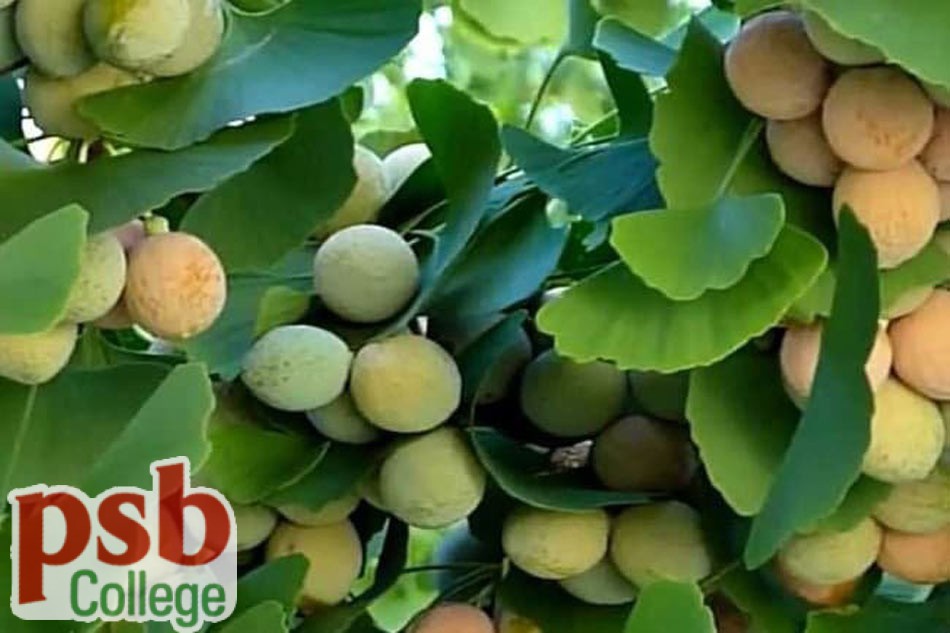 Ginkgo Biloba ( Bạch quả)