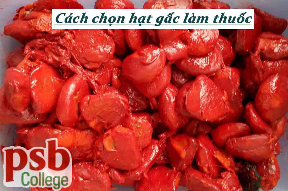 Cách chọn hạt gấc chữa bệnh trĩ