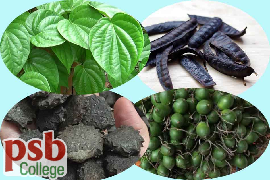 Kết hợp hạt gấc, trầu không, bồ kết và quả cau chữa trĩ