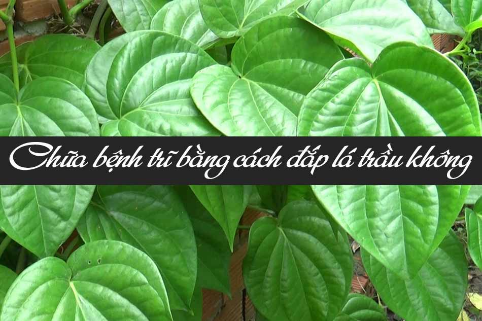 Chữa bệnh trĩ bằng cách đắp lá trầu không
