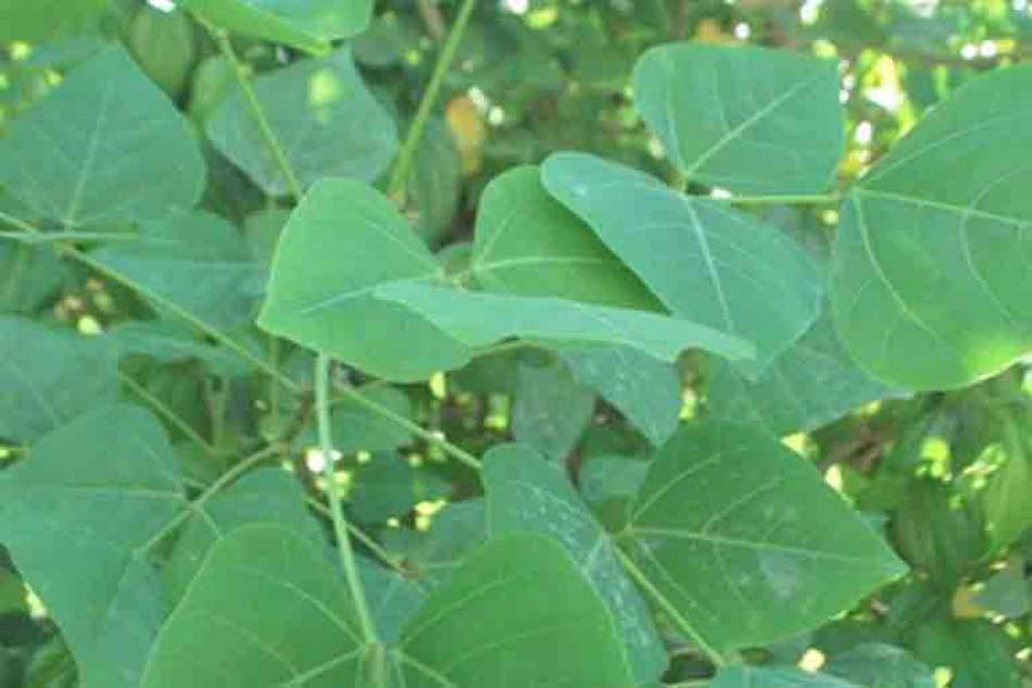 Hình ảnh lá vông dùng để chữa trĩ