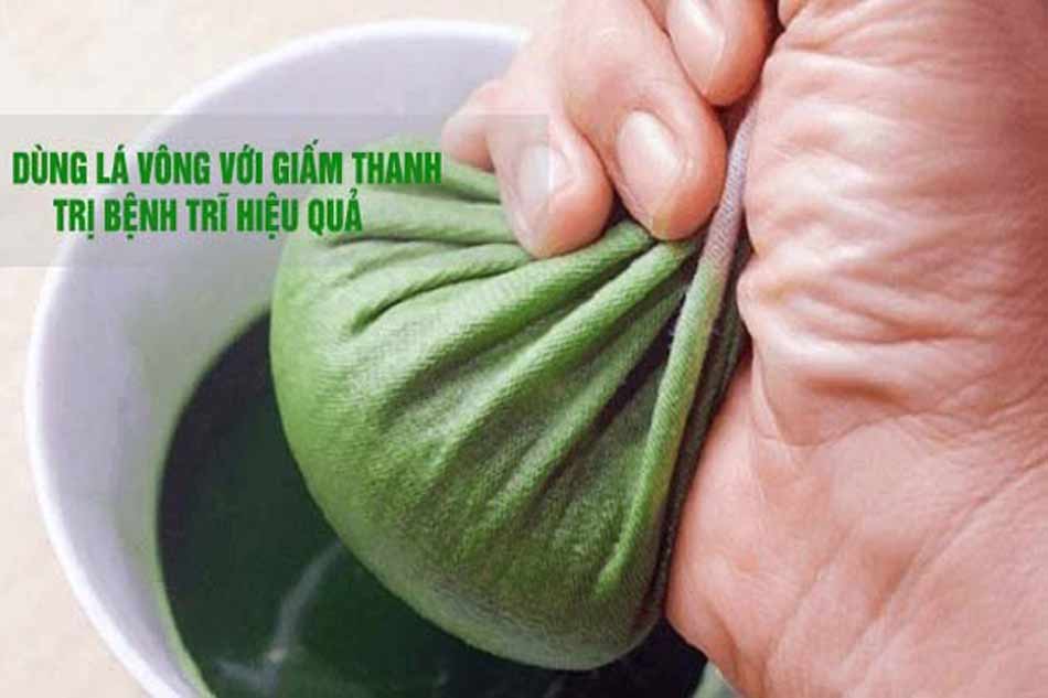 Dùng lá vông và giấm thanh chữa bệnh trĩ hiệu quả