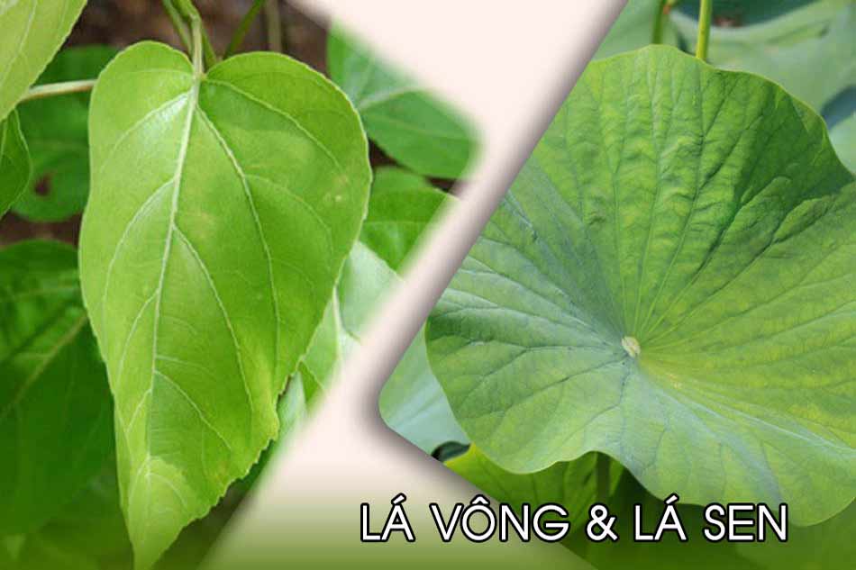 Lá vông kết hợp lá sen chữa bệnh trĩ