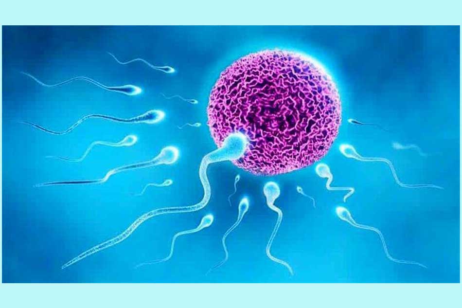 Tăng chất lượng tinh trùng là như thế nào?