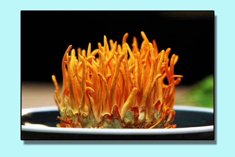 Bài thuốc chữa xuất tinh sớm từ Đông trùng hạ thảo