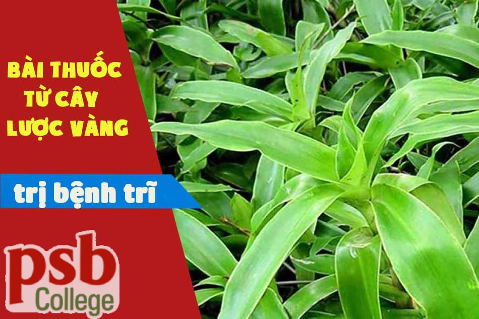 Bài thuốc chữa trĩ từ cây lược vàng