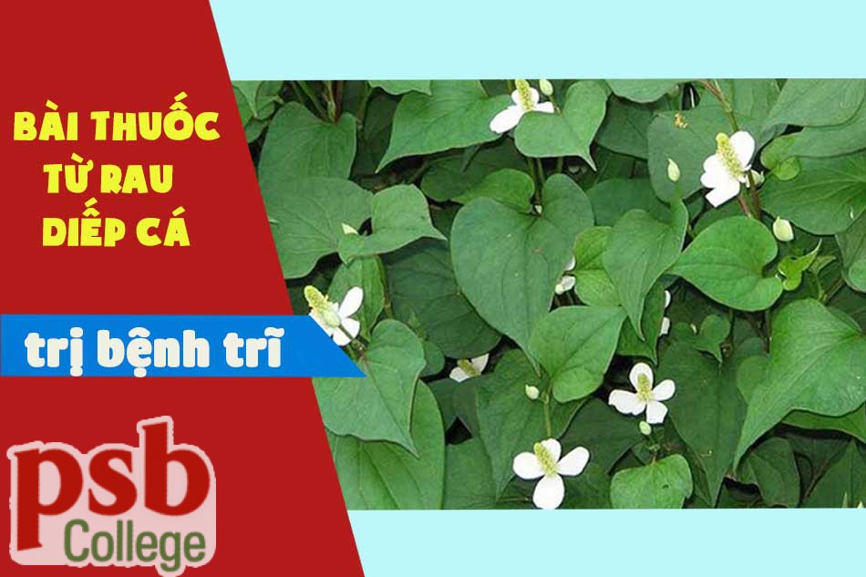 Bài thuốc từ rau diếp cá chữa trị bệnh trĩ