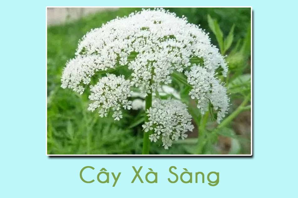 Cây Xà Sàng