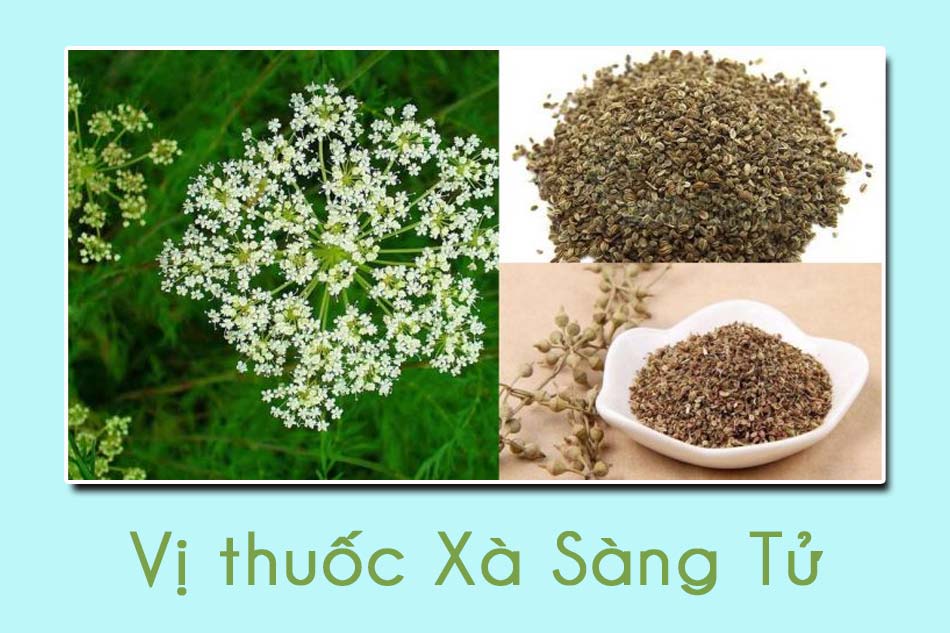 Vị thuốc Xà Sàng Tử